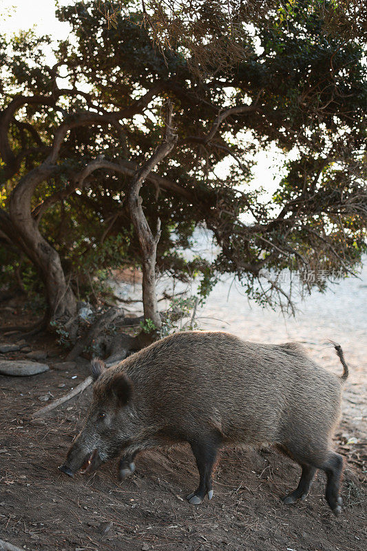 野猪(Sus scrofa)，欧亚野猪